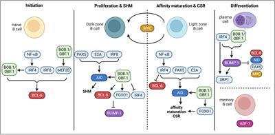 Frontiers | The Transcriptional Program During Germinal Center Reaction ...